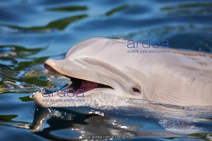 : Common bottlenose dolphin (Tursiops truncatus) or : Common bottlenose dolphin (Tursiops truncatus) or