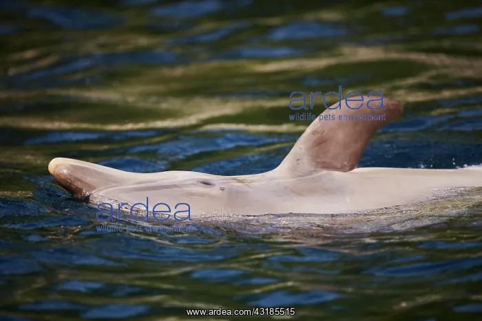 : Common bottlenose dolphin (Tursiops truncatus) or : Common bottlenose dolphin (Tursiops truncatus) or