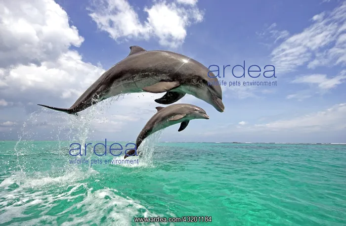 : Common Bottlenose Dolphin (Tursiops truncatus) : Common Bottlenose Dolphin (Tursiops truncatus)