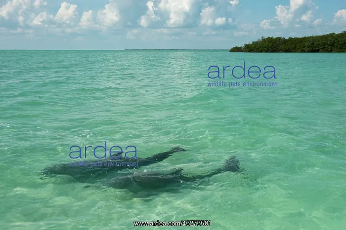 : Common Bottlenose Dolphin (Tursiops truncatus) : Common Bottlenose Dolphin (Tursiops truncatus)
