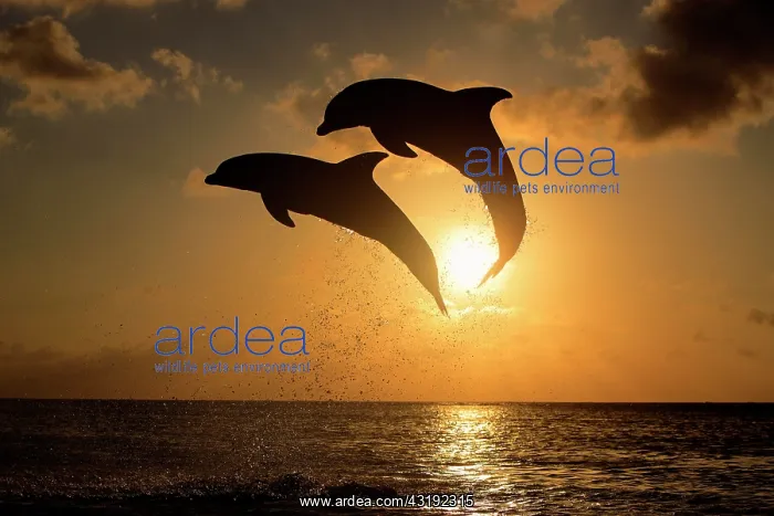 : Two Common Bottlenose Dolphins (Tursiops truncatus) : Two Common Bottlenose Dolphins (Tursiops truncatus)