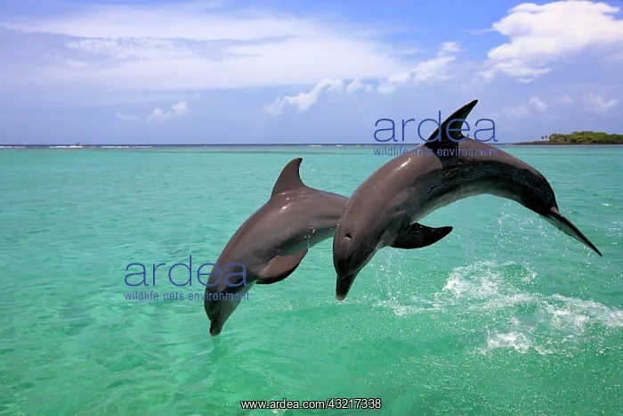 : Two Common Bottlenose Dolphins (Tursiops truncatus) : Two Common Bottlenose Dolphins (Tursiops truncatus)