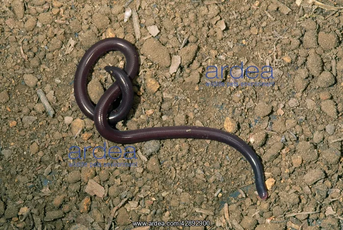 : Common / Brahminy Blind Snake : Common / Brahminy Blind Snake