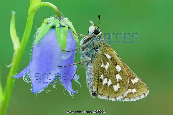 : Common Branded Skipper Silver-spotted Skipper Holarctic : Common Branded Skipper Silver-spotted Skipper Holarctic