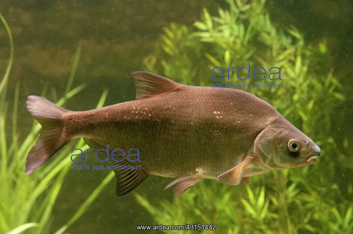 : Common Bream : Common Bream