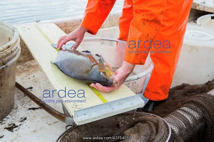 : Common Bream : Common Bream