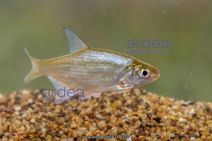 : Common Bream : Common Bream