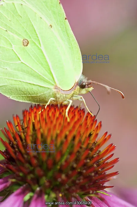 : Common Brimstone : Common Brimstone