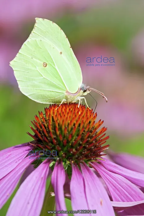 : Common Brimstone : Common Brimstone