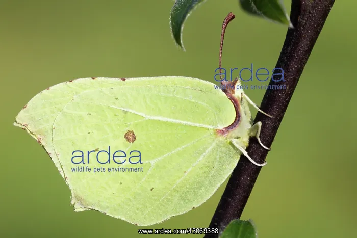 : Common Brimstone : Common Brimstone