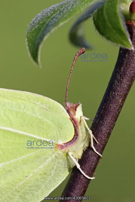 : Common Brimstone : Common Brimstone