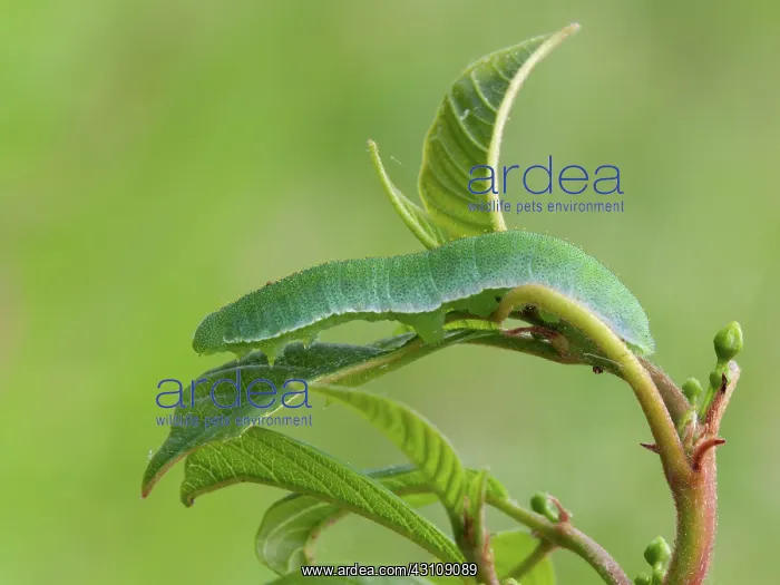 : Common Brimstone : Common Brimstone