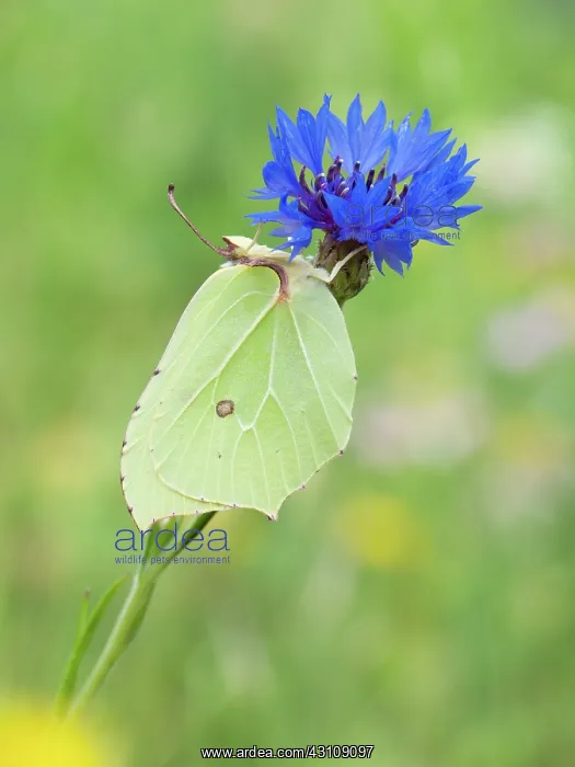 : Common Brimstone : Common Brimstone
