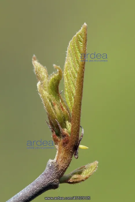 : Common Brimstone : Common Brimstone