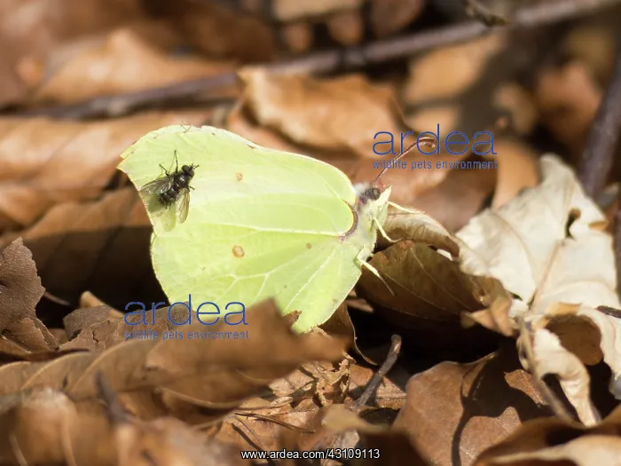 : Common Brimstone : Common Brimstone