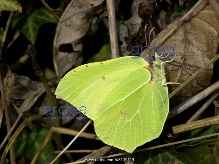 : Common Brimstone : Common Brimstone
