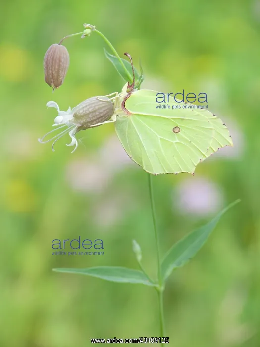  : Common Brimstone