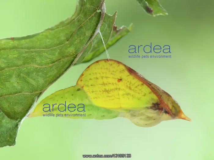 : Common Brimstone : Common Brimstone