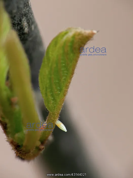 : Common Brimstone : Common Brimstone