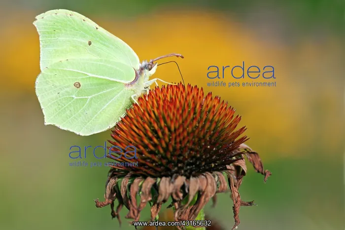 : Common Brimstone : Common Brimstone