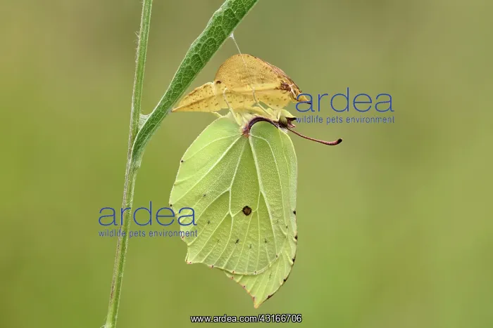 : Common Brimstone : Common Brimstone