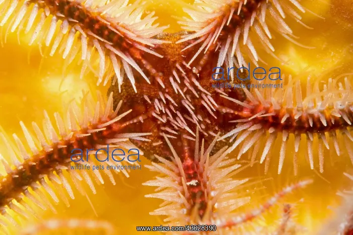 : Common brittle-star (Ophiothrix fragilis) detail : Common brittle-star (Ophiothrix fragilis) detail