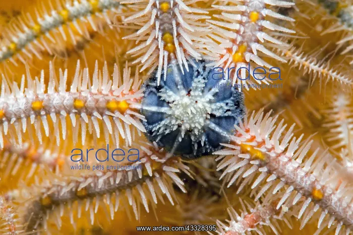 : Common brittle-star (Ophiothrix fragilis) detail : Common brittle-star (Ophiothrix fragilis) detail