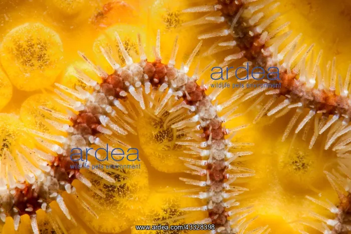 : Common brittle-star (Ophiothrix fragilis) detail : Common brittle-star (Ophiothrix fragilis) detail