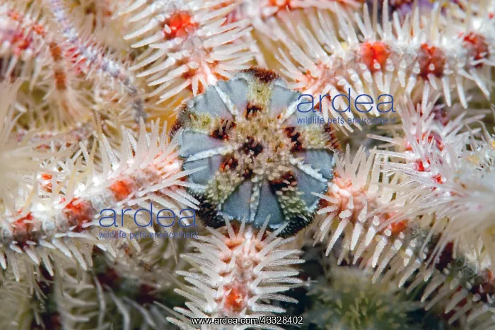 : Common brittle-star (Ophiothrix fragilis) detail : Common brittle-star (Ophiothrix fragilis) detail