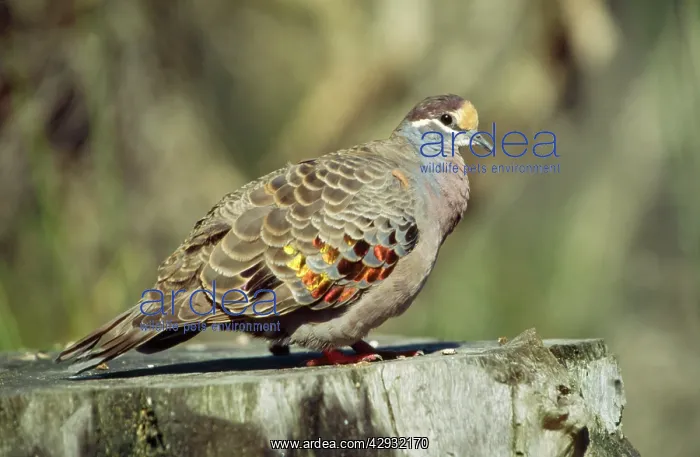 : Common BRONZEWING : Common BRONZEWING