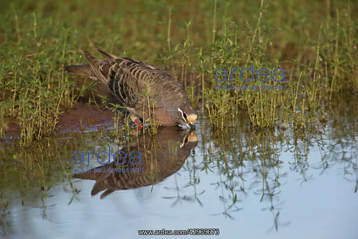 : Common Bronzewing : Common Bronzewing
