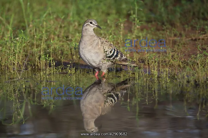 : Common Bronzewing : Common Bronzewing
