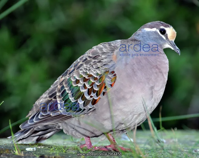 : Common Bronzewing / Dove : Common Bronzewing / Dove