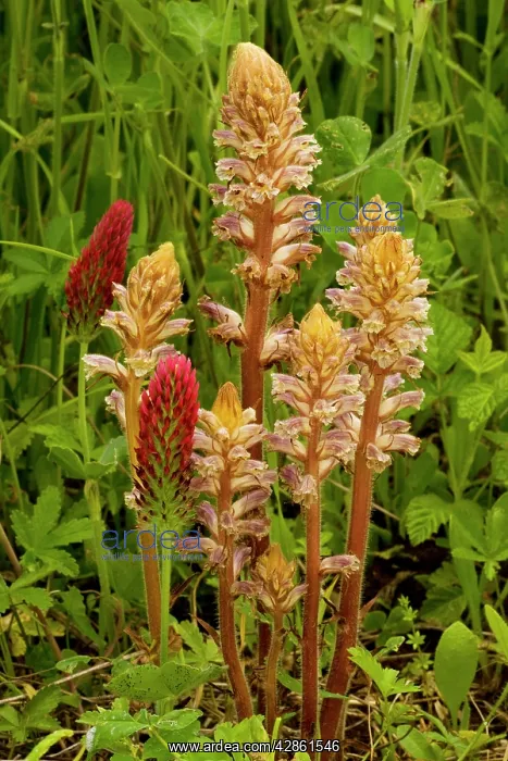 : Common Broomrape - with its host Crimson Clover : Common Broomrape - with its host Crimson Clover