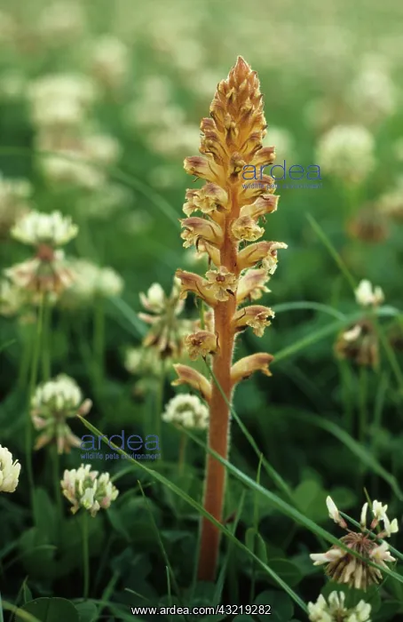 : Common Broomrape (Orobanche minor) : Common Broomrape (Orobanche minor)
