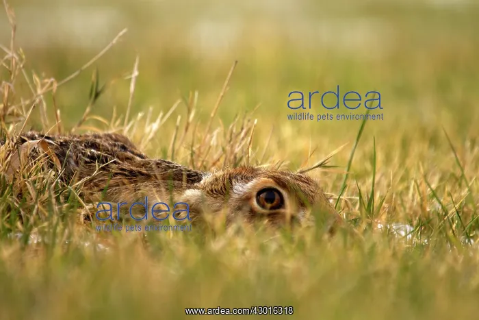 : Common / Brown Hare : Common / Brown Hare