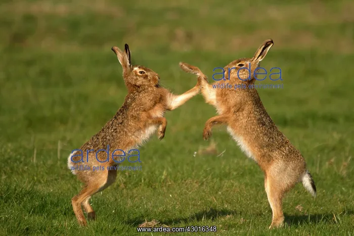 : Common / Brown Hare : Common / Brown Hare