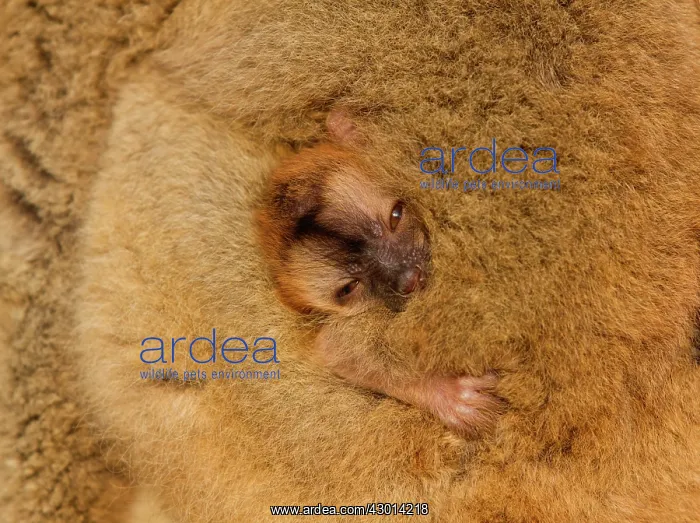 : Common Brown Lemur : Common Brown Lemur