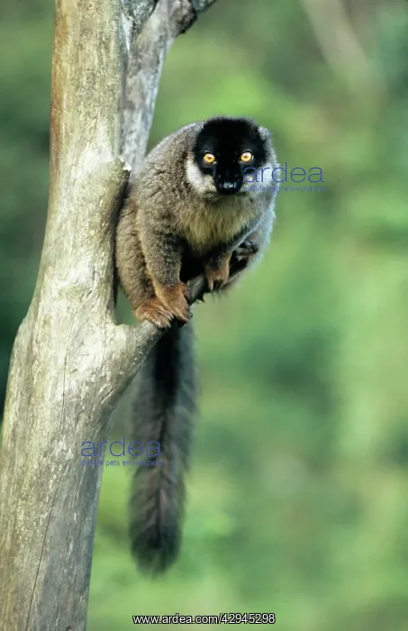  : Common Brown LEMUR - endemic