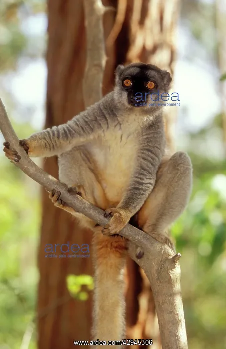 : Common Brown LEMUR - endemic : Common Brown LEMUR - endemic