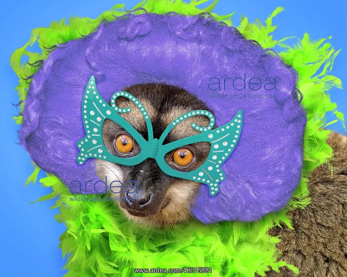 : Common Brown Lemur with glasses hair and feather : Common Brown Lemur with glasses hair and feather