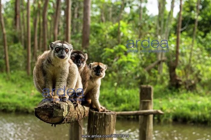  : Common Brown Lemurs