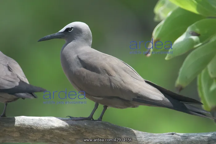 : Common / Brown Noddy Tern - At Pulu Keeling National Park : Common / Brown Noddy Tern - At Pulu Keeling National Park