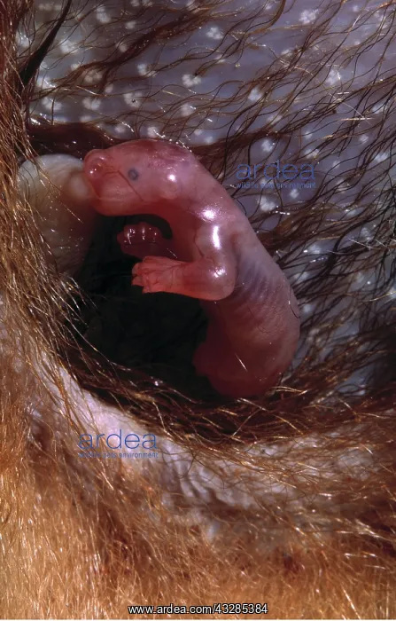 : Common Brush-tail Possum - baby suckling in pouch : Common Brush-tail Possum - baby suckling in pouch