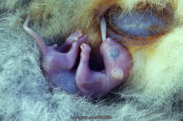 : Common Brush-tail Possum - Pouch Embryo : Common Brush-tail Possum - Pouch Embryo