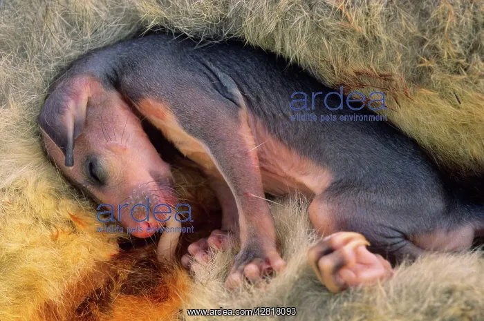 : Common Brush-tail Possum - Pouch Embryo : Common Brush-tail Possum - Pouch Embryo