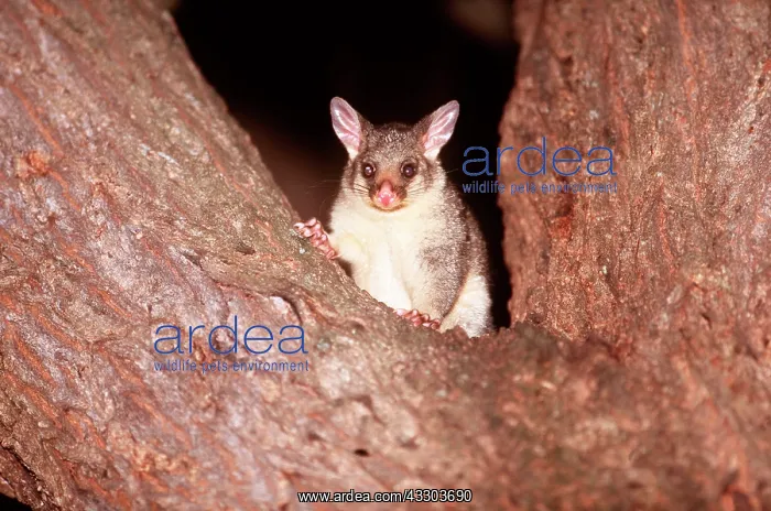 : Common Brush-tail POSSUM - sitting in tree fork : Common Brush-tail POSSUM - sitting in tree fork