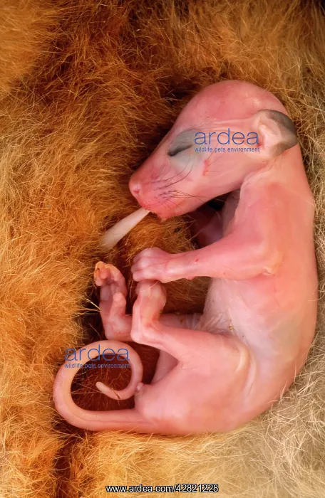 : Common Brush-tail Possum - Young baby suckling : Common Brush-tail Possum - Young baby suckling