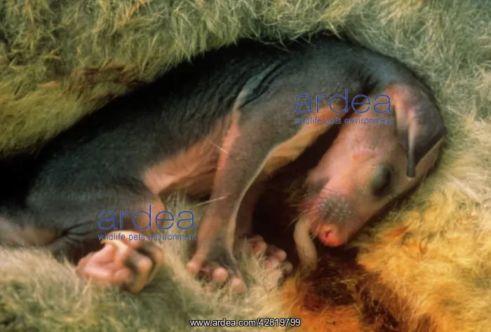 : Common Brushtail Possum - young in pouch, fur beginning : Common Brushtail Possum - young in pouch, fur beginning