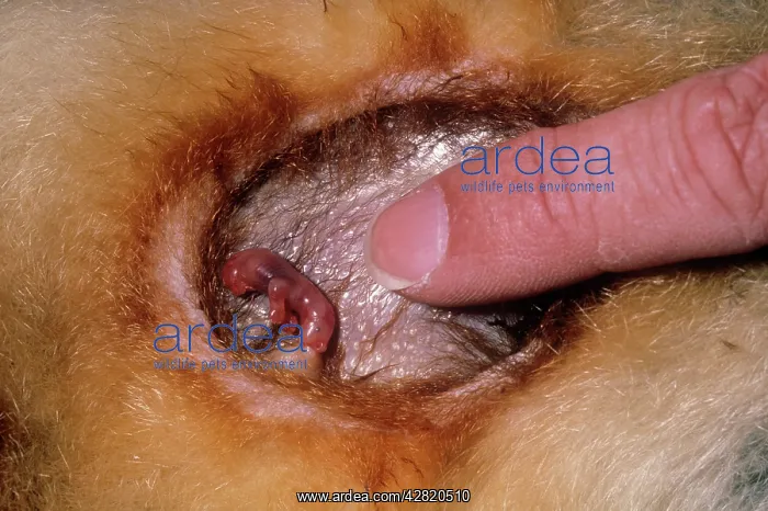 : Common Brushtail Possum - young in pouch with finger : Common Brushtail Possum - young in pouch with finger